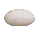 Œuf